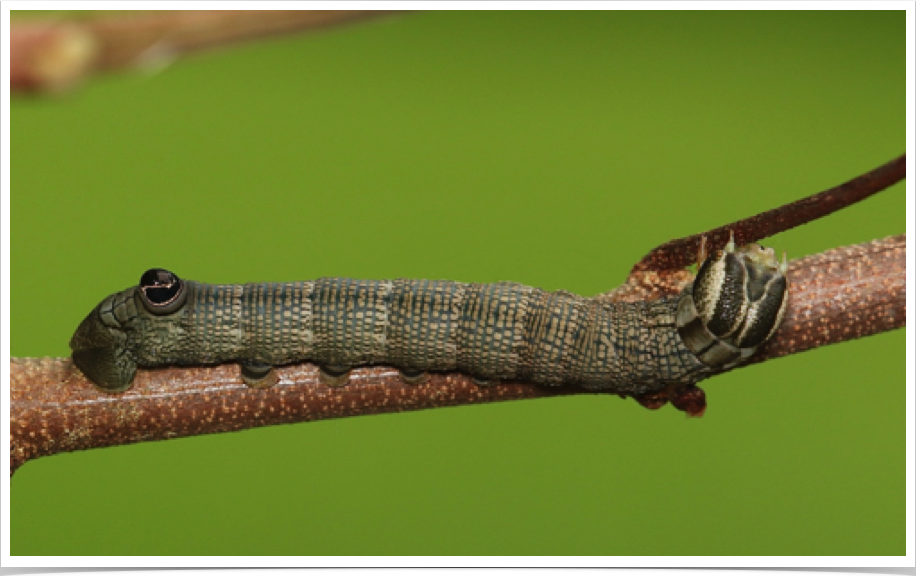 Sphecodina abbottii
Abbott's Sphinx (final instar)
Lawrence County, Alabama